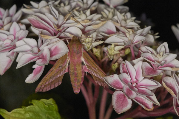 Mittlerer Weinschwärmer - Oberhausen im Garten - (04.08.2022)