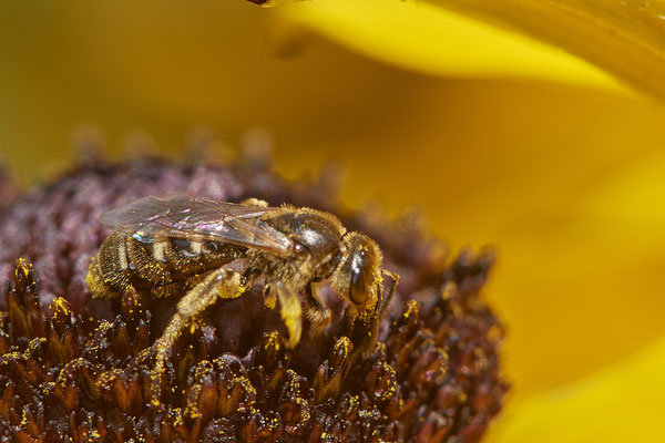 Nr.1052 - Halictus subauratus / Dichtpunktierte Goldfurchenbiene - OB im Garten - 51°31`49.60" 6°50`56.50" - (29.07.2019)