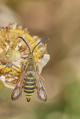 Nr.0941 - Bembecia ichneumoniformis / Hornklee-Glasflügler - OB Knappenviertel Walzenwerk - 51°28`55.66" 6°53`06.08" - (03.07.2019)