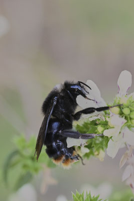 Felsen-Kuckuckshummel
