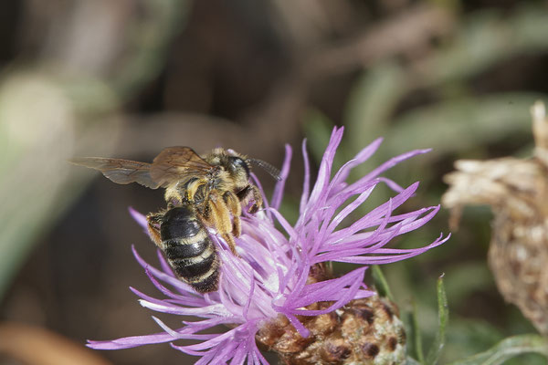 Andrena flavipes / Gewöhnliche Bindensandbiene - Dinslaken Emschermündung - (18.08.2020)