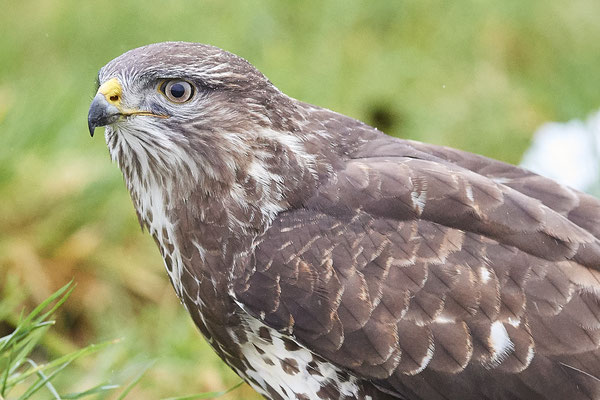 Mäusebussard