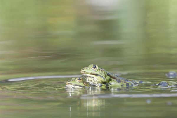 Grün-Teichfrösche im Gartenteich - Die Lautstärke ist enorm - (18.05.2021)
