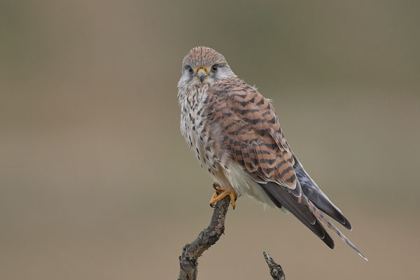 Turmfalke