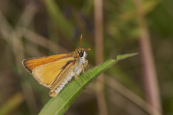 Braunkolbiger Braun-Dickkopffalter - LMB - (02.07.2021)