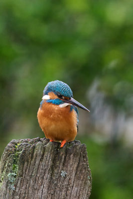 Eisvogel