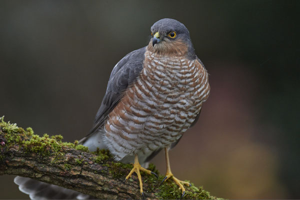 Bei miesem, dunklem Wetter und hohen Isowerten - Sperbermännchen sehr nah im Garten - (28.11.2019)