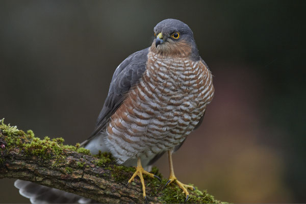Bei miesem, dunklem Wetter und hohen Isowerten - Sperbermännchen sehr nah im Garten - (28.11.2019)