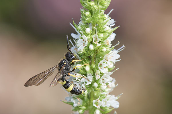 Nr.1018 - Cerceris rybyensis / Bienenjagende Knotenwespe - OB im Garten - 51°31`49.60" 6°50`56.50" - (29.07.2019)