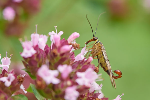 Gemeine Skorpionsfliege