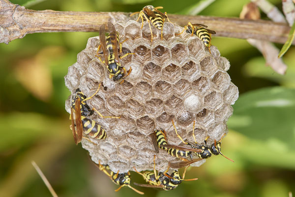 Nr.0950 - Polistes Nest 3 - langsam werden es mehr - OB LMB - 51°29`11.55" 6°53`53.48" - (03.07.2019)