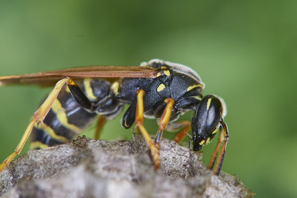Nr.0490 - Nest 1 - Polistes /  Feldwespe - OB Neue Mitte 2 - 51°29`17.47" 6°53`51.86" - (09.05.2019)