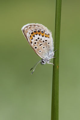 Argus-Bläuling - (Urlaub im Allgäu / Bayern vom  30.06. bis 09.07.2023)