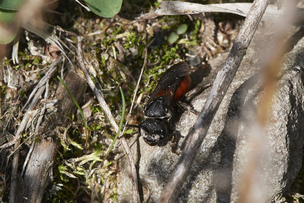 Nr.12/37 - Sphecodes sp (Blutbiene) - OB Läppkes Mühlenbach (10.10.2018)