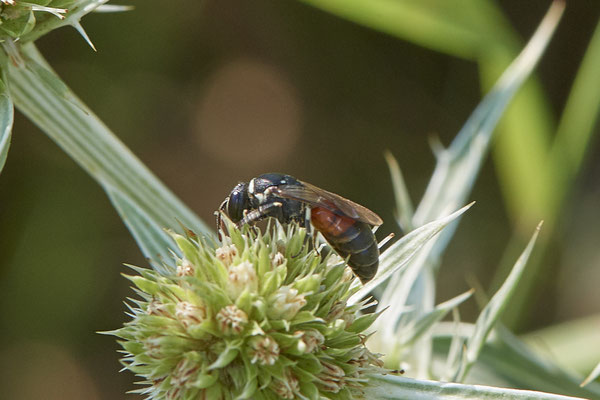 Hylaeus variegatus - Dinslaken Emschermündung - 51°33`56.26" 6°41`27.74" - (12.08.2020) - Rote Liste: Kategorie 3: Gefährdet