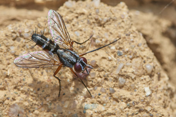 Nr.0584 - Mintho rufiventris / Raupenfliege - Nabu-Naturschutzhof Nettetal - 51°19`29.92" 6°15`01.26" - (23.05.2019)