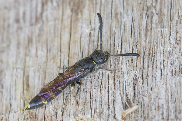 Nr.0586 - Sapyga clavicornis / Keulenwespe - Nabu-Naturschutzhof Nettetal - 51°19`29.92" 6°15`01.26" - (23.05.2019)