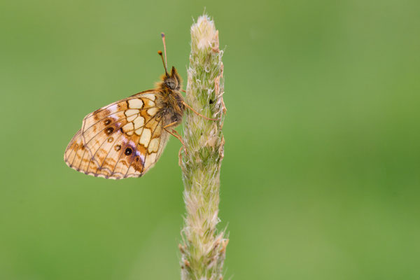 Mädesüß-Perlmuttfalter
