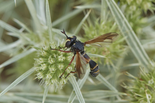 Physocephala rufipes / Stieldickkopffliege - Mehrum Rheinvorland - 51°34`19.93" 6°37`51.41" - (15.08.2020)