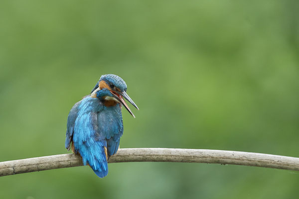 Eisvogel - (22.05.2020)
