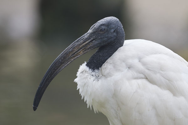 Sichler - Vogelpark Eckenhagen