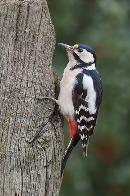 Buntspecht - Weibchen
