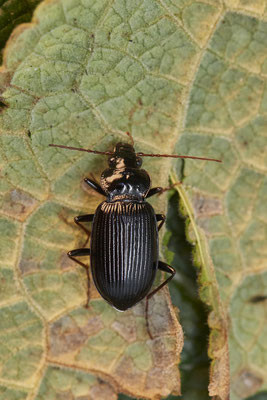 Nebria spec - Pechschwarzer Dammläufer? - War heute am Krötenzaun im eingegrabenem Fangeimer - (20.02.2023)