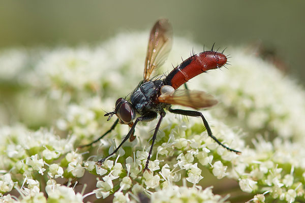 Raupenfliege - Cylindromyia Bicolor