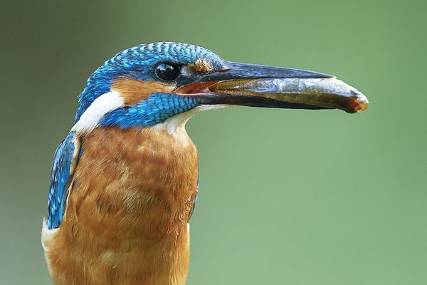 Eisvogelportrait, jeweils neuer Fisch - (04.08.2020)