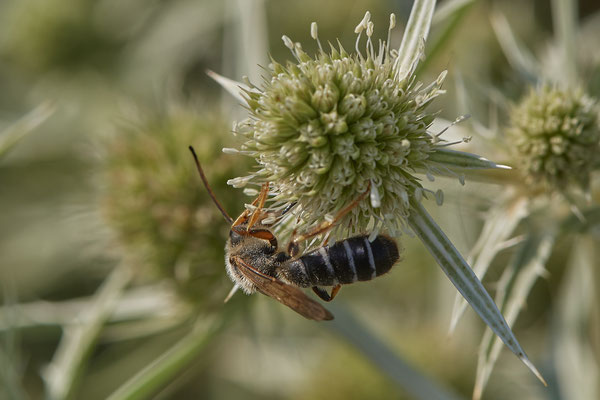 Halictus quadricinctus - Dinslaken Emschermündung - 51°33`56.26" 6°41`27.74" - (08.08.2020) - Rote Liste: Kategorie 3: Gefährdet