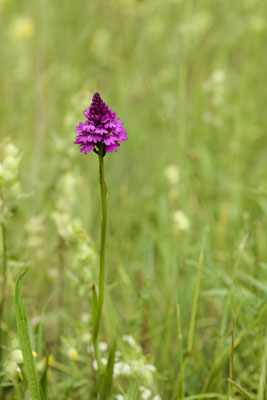 Pyramiden-Hundswurz - Orchideen-Urlaub im Allgäu vom 26.05. bis 09.06.2024
