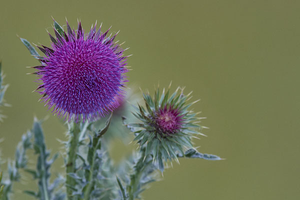 Nickende-Distel
