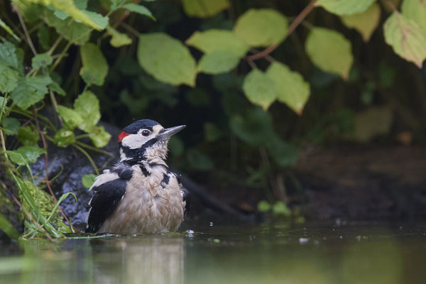 Buntspecht - Badetag - Holland - (25.09.2020)