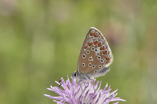 Bläuling - Dinslaken Emschermündung - 51°33`41.82" 6°41`27.27" - (13.08.2020)