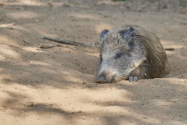 Wildsau - 2ter Tag im Biotopwildpark Anholter Schweiz - (22.09.2020)