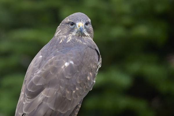 Mäusebussard - Heute beim Falkner H. Peschen aus Wesel - (15.12.2018)