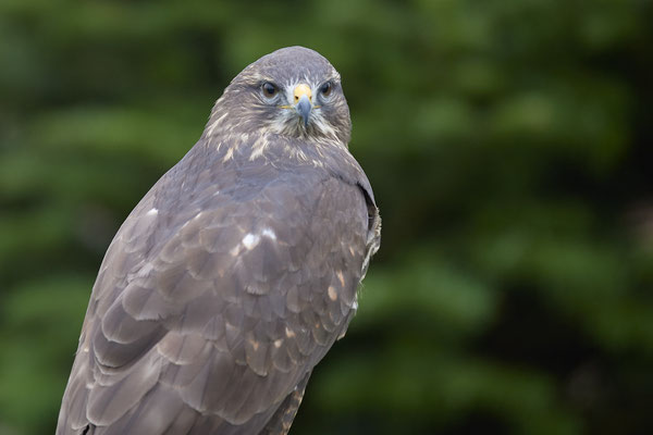Mäusebussard - Heute beim Falkner H. Peschen aus Wesel - (15.12.2018)