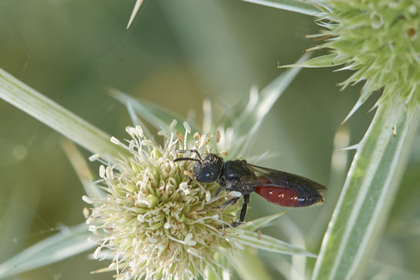 Sphecodes gibbus w - Dinslaken Emschermündung - 51°33`56.26" 6°41`27.74" - (12.08.2020)