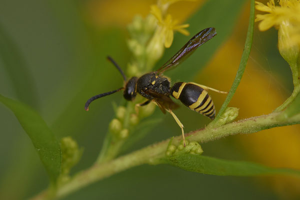 Nr. 01/02 - Faltenwespe (Ancistrocerus Nigricornis) Oberhausen Franzosenstraße Artenschutzgewässer (15.08.2018)