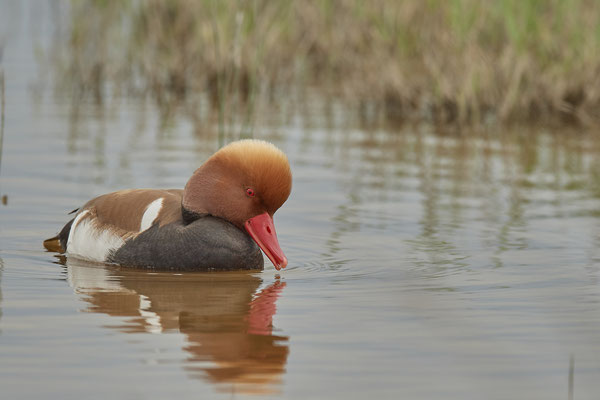 Kolbenente-Männchen ( Naturpark Albufera )
