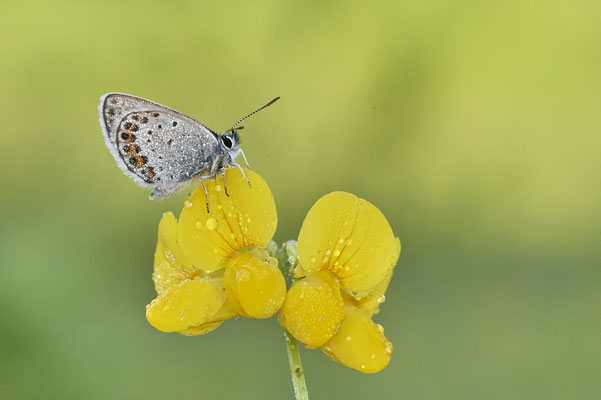 Argus-Bläuling - Vom 13.6. bis 20.6.2021 Urlaub im Allgäu