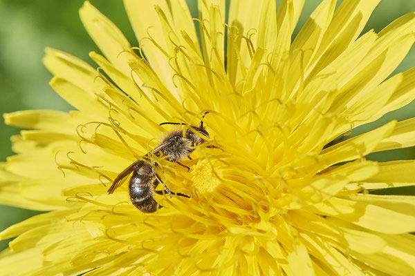 Osmia ( Chelostoma ) florisomnis m - OB - Eingang zur Hühnerheide - 51°32`25.52" 6°48`04.49" - (28.04.2021)