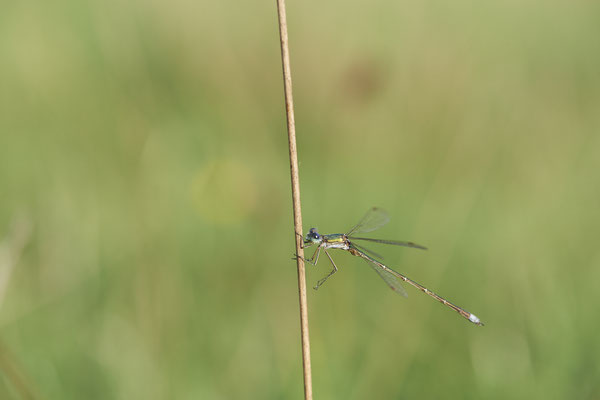 Kleine Binsenjungfer - Dingdener Heide - (21.09.2022)