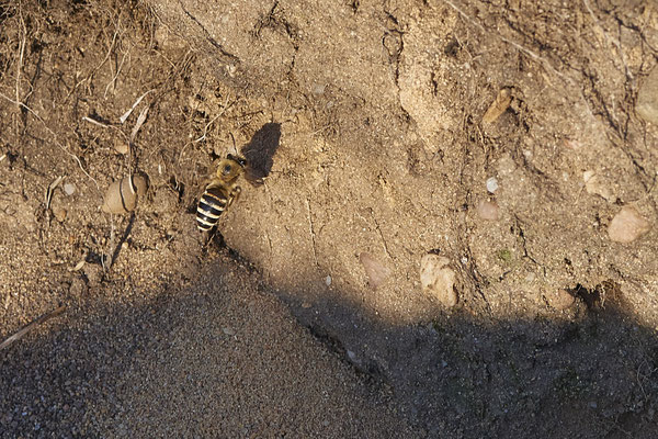 Nr.16-1/03 - Colletes hederae - OB Sterkrader Heide: 51.533430, 6.868488 - (15.10.2018)