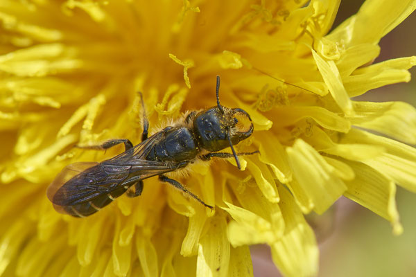 Nr.0416 - Osmia florisomnis w / Hahnenfuß Scherenbiene - WES - Naturarena Auf dem Mars - 51°40`35.21" 6°31`31.96" - (05.05.2019)