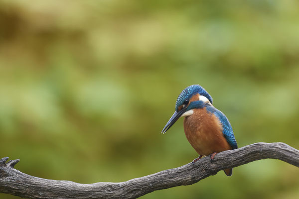 Eisvogel - Holland - (25.09.2020)