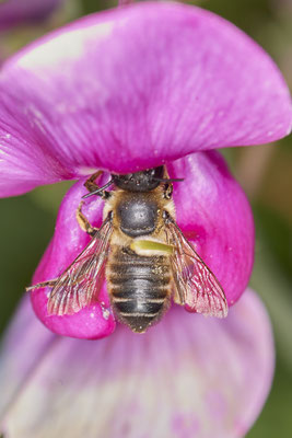 Nr.0794 - Megachile willughbiella / Garten-Blattschneiderbiene - OB Westhoffstraße - 51°31`31.49" 6°49`58.15" - (22.06.2019)