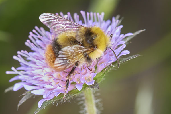 Nr.0578 - Bombus pratorum / Wiesenhummel - Nabu-Naturschutzhof Nettetal - 51°19`29.92" 6°15`01.26" - (23.05.2019)