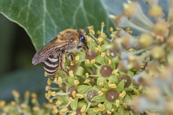 Nr. 7-1/02 - Colletes hederae (Efeu-Seidenbiene) - Teutoburger- / Ecke Elli-Heuss-Sraße (01.10.2018)