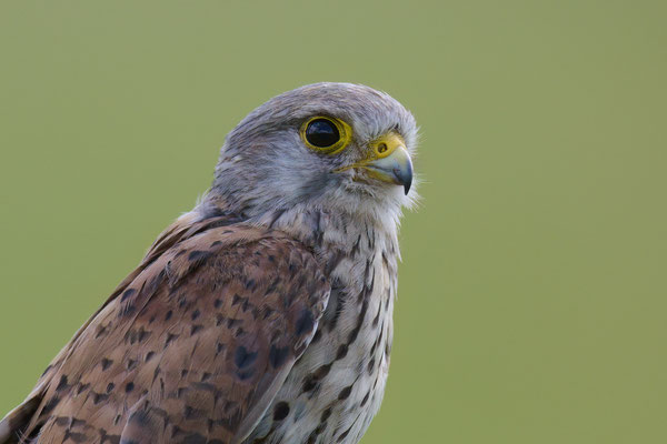 Turmfalke